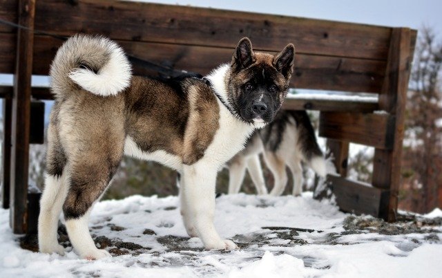 Snow Loving Dog Breeds