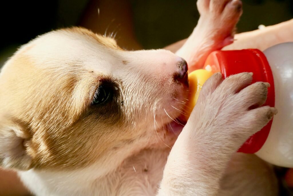  Feeding Puppy Food