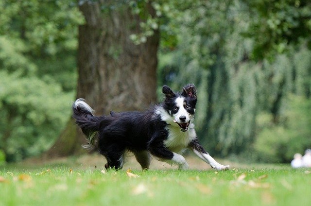 border-collie-794399_640