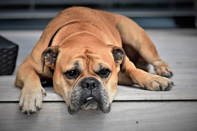 TOP 15 LOW-MAINTENANCE DOG BREEDS FOR BUSY OWNERS