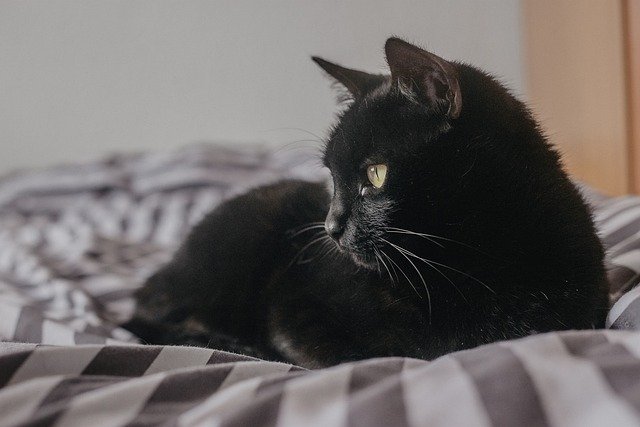 10 GORGEOUS BLACK CAT BREEDS tO BRIGHTEN YOUR LIFE