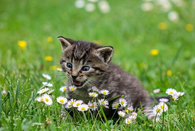 Why Does Cat Like Eating Grass