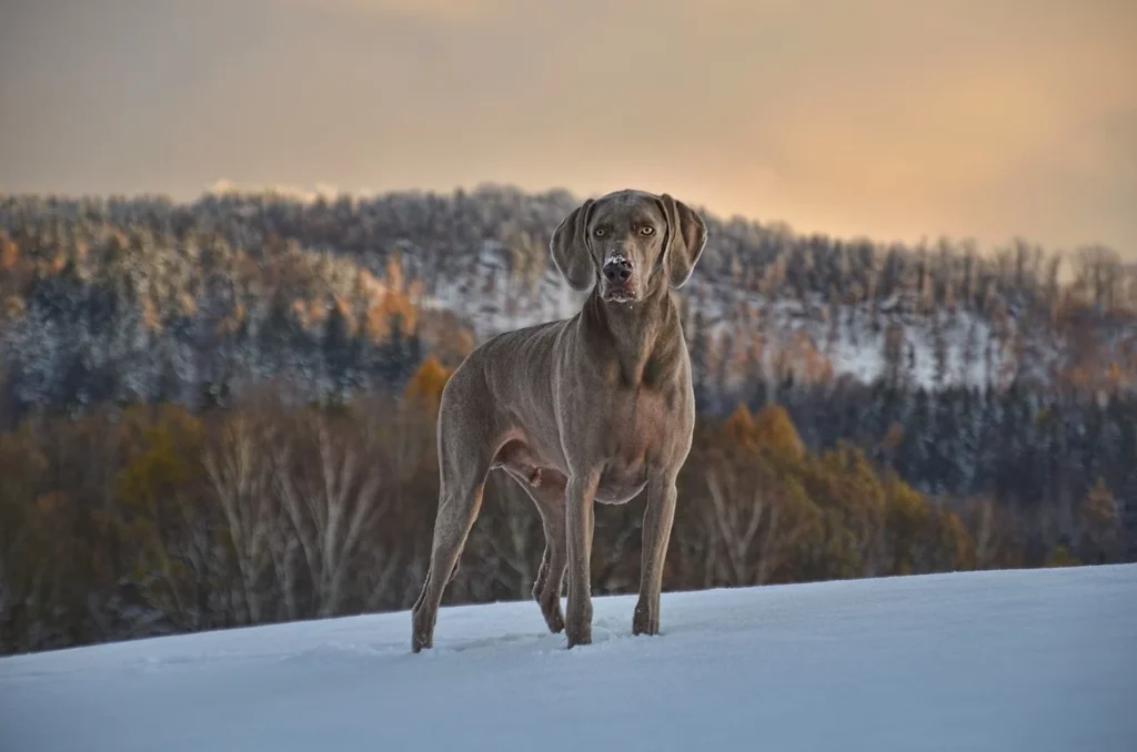 short haired dog breeds