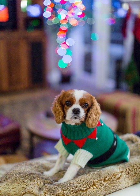 cavalier-king-charles-spaniel-3923643_640