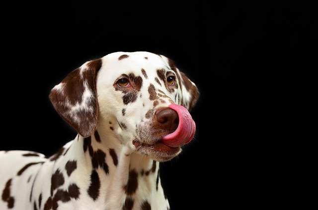 dalmatian-1020790_640