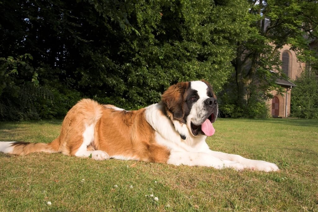 large dog breed