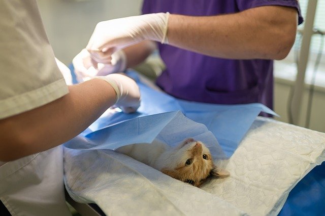 Cat Health Emergencies