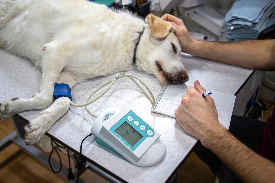 Alopecia in dog