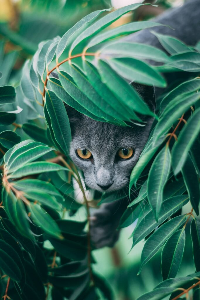 Cats Hiding