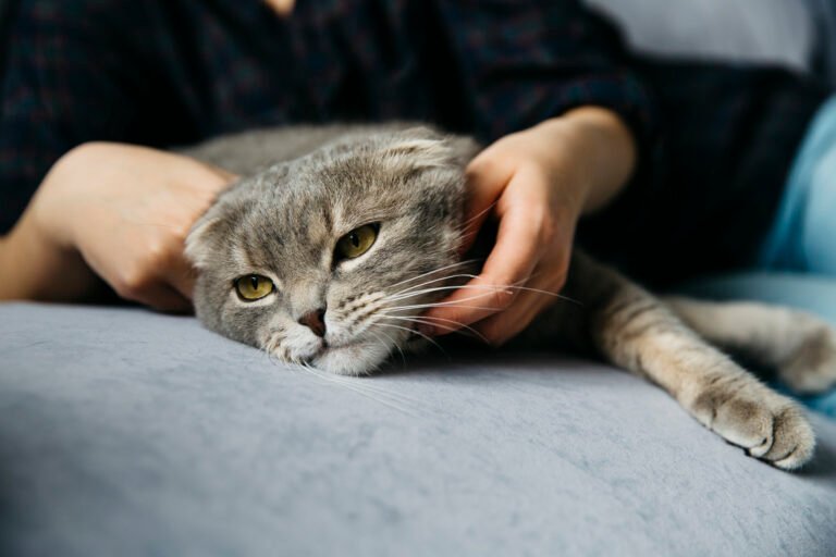 Gallbladder infection in cats